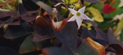 Oxalis triangularis