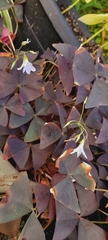 Oxalis triangularis
