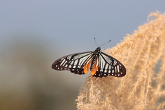 Papilio agestor
