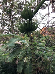Musa acuminata