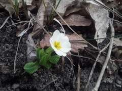Primula vulgaris
