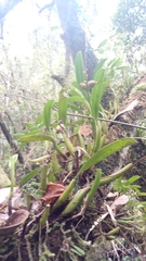 Bulbophyllum auriflorum
