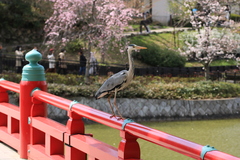 Ardea cinerea