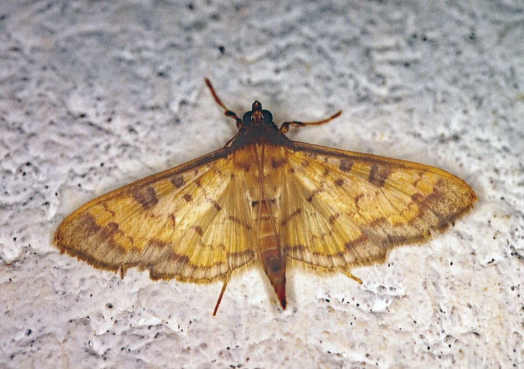 Yellow Diacme Moth
