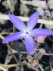 Pseuderanthemum praecox