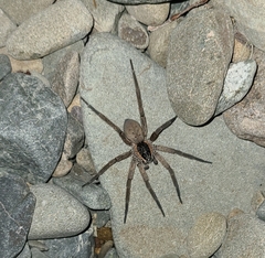 Dolomedes aquaticus