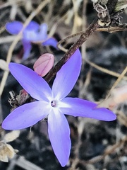 Pseuderanthemum praecox