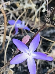 Pseuderanthemum praecox