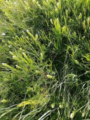 Melampyrum argyrocomum