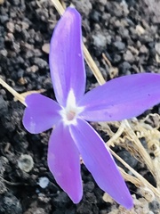 Pseuderanthemum praecox