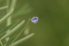 Vicia tetrasperma