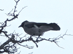 Corvus cornix