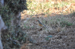 Turdus libonyana