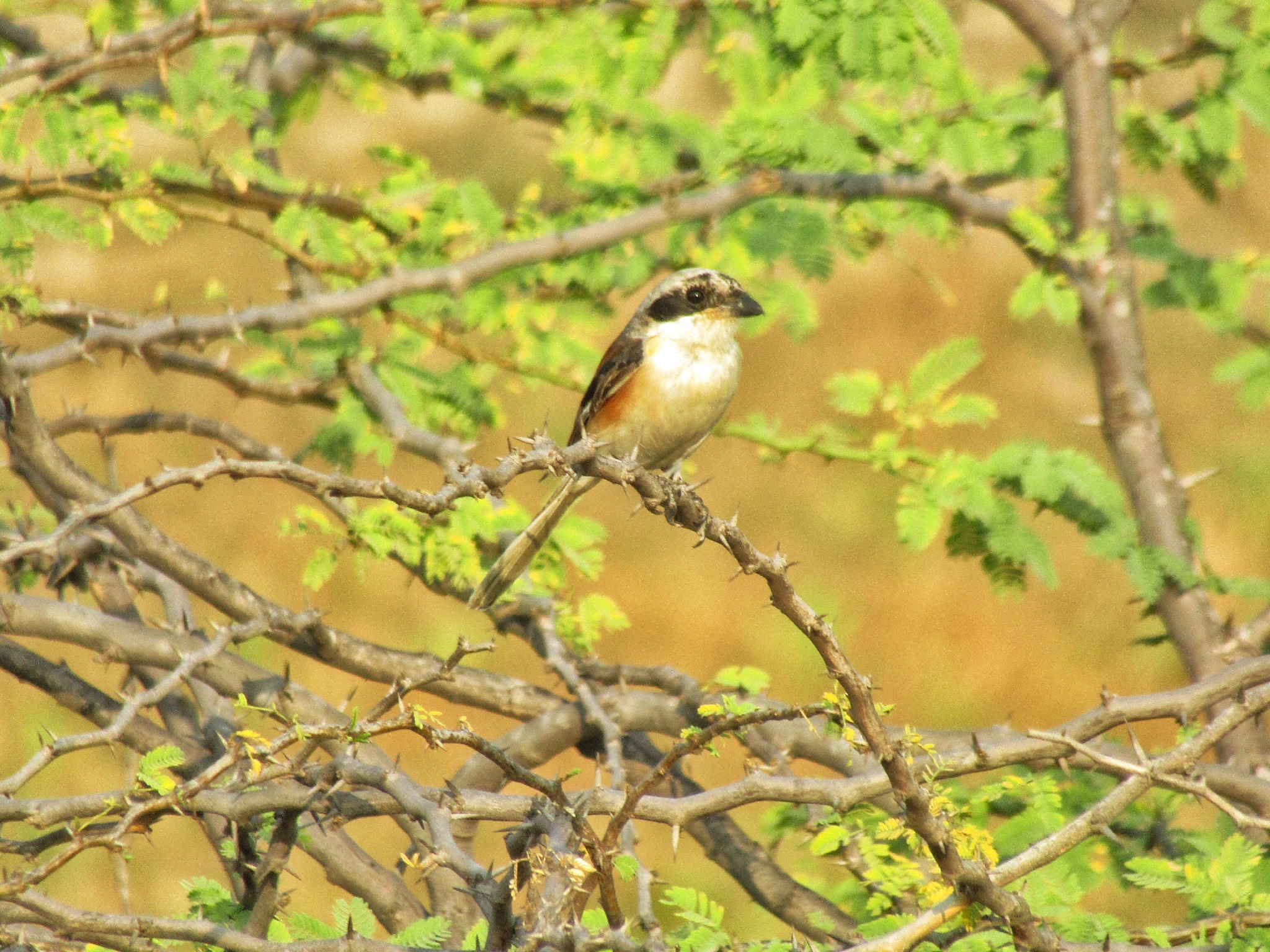 Bay-backed Shrike