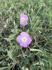 Oenothera speciosa