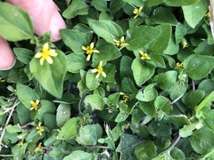 Calyptocarpus vialis