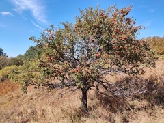Malus sieversii