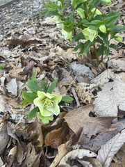 Helleborus viridis