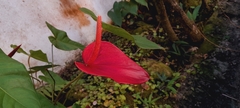 Anthurium andraeanum