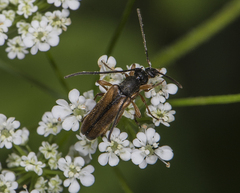 Alosterna tabacicolor