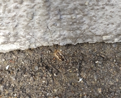 Phalangium opilio