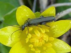 Oedemera virescens