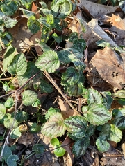 Lamium galeobdolon argentatum