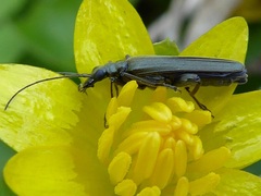 Oedemera virescens