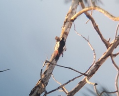 Dendrocopos major