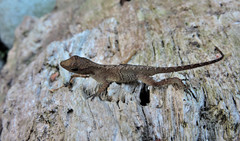 Anolis uniformis