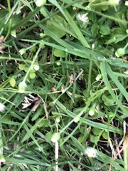 Cyperus mindorensis