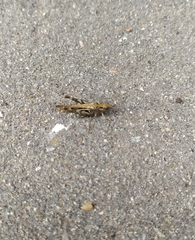 Chorthippus brunneus