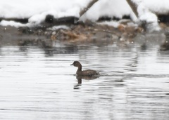 Tachybaptus ruficollis