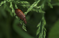 Pyrochroa serraticornis