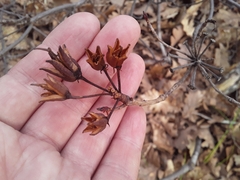 Rhododendron luteum