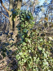 Hedera helix