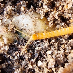 Haplophilus subterraneus