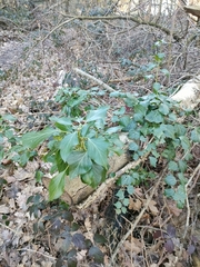 Hedera helix