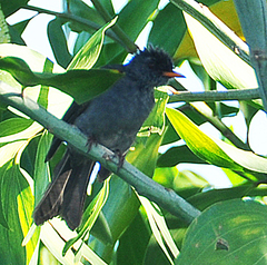 Hypsipetes madagascariensis