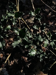 Ilex aquifolium