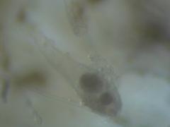 Olpidiopsis varians