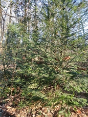 Taxus baccata