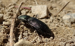 Selatosomus aeneus