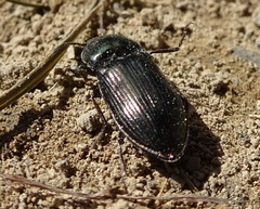 Selatosomus aeneus