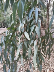 Eucalyptus camaldulensis