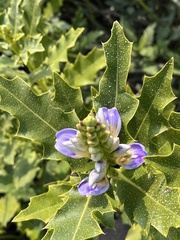 Acanthus ilicifolius
