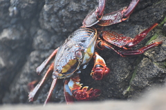 Grapsus grapsus