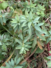 Euphorbia amygdaloides