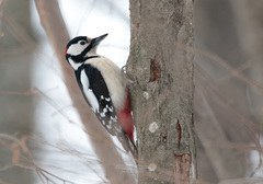 Dendrocopos major