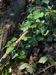 Hedera helix